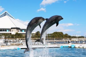 横浜・八景島シーパラダイス ・ジャンプしているイルカ2頭
