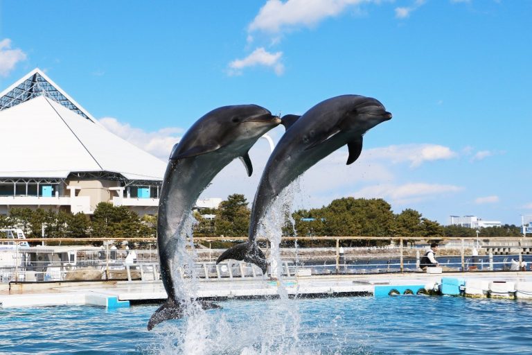 横浜・八景島シーパラダイス ・ジャンプしているイルカ2頭